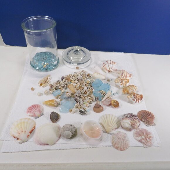 REAL sea shells in a New Glass Jar w seal & lid 5.75" tall (1+ pounds) - Picture 2 of 12